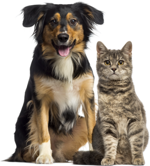 cat dog RX Grooming 88