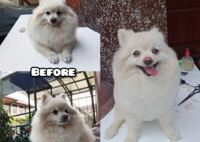 rxgrooming88 before after 11 RX Grooming 88