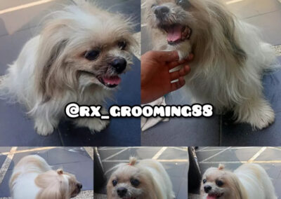 rxgrooming88 before after 12 RX Grooming 88