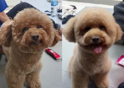 rxgrooming88 before after 6 RX Grooming 88