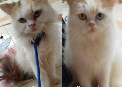 rxgrooming88 before after 9 RX Grooming 88