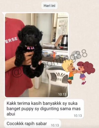 testimoni rxgrooming88 3 RX Grooming 88