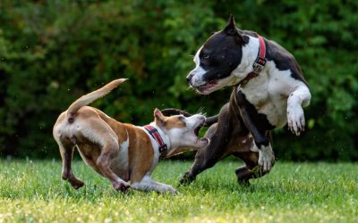 Bagaimana Anjing Bisa Terkena Rabies? Ini 8 Ciri-cirinya