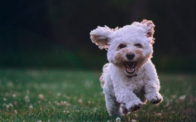 3 Tahap Cara Anjing Beradaptasi, Pemilik Anjing Wajib Tahu!