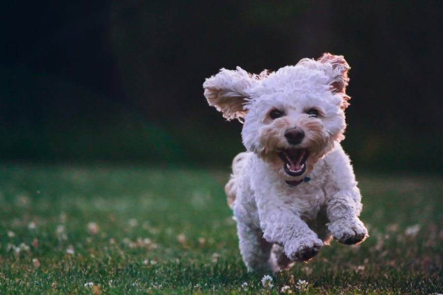 3 Tahap Cara Anjing Beradaptasi, Pemilik Anjing Wajib Tahu!