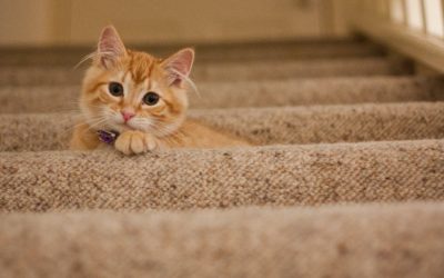 Cara Kucing Beradaptasi, Ini 6 Proses yang Baik dan Benar!