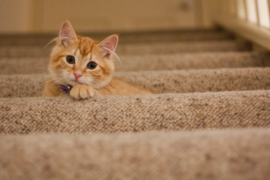 Cara Kucing Beradaptasi, Ini 6 Proses yang Baik dan Benar!