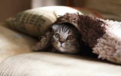Ampuh, 5 Cara Kucing Tidak Berak Sembarangan