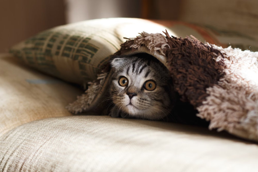 Ampuh, 5 Cara Kucing Tidak Berak Sembarangan