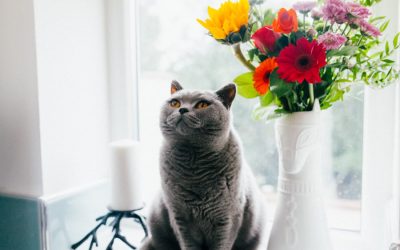 7 Cara Kucing Cepat Gemuk, Pemilik Kucing Wajib Tahu!