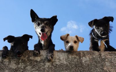 9 Jenis-Jenis Anjing, Mungkin Kamu Belum Pernah Dengar yang satu ini