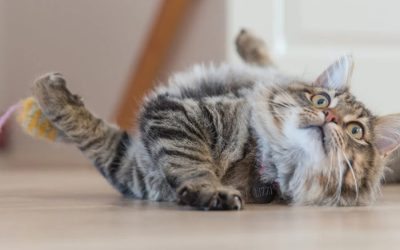 Kapan Kucing Bisa Di steril? Ternyata Ada Waktu dan Manfaatnya!