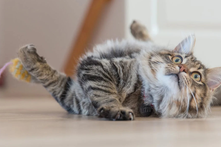 Kapan Kucing Bisa Di steril? Ternyata Ada Waktu dan Manfaatnya!