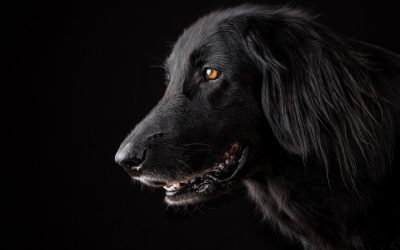 5 Alasan Mengapa Anjing Menggonggong Tengah Malam