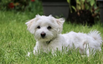 5 Jenis Anjing Kecil Yang Tidak Bisa Besar