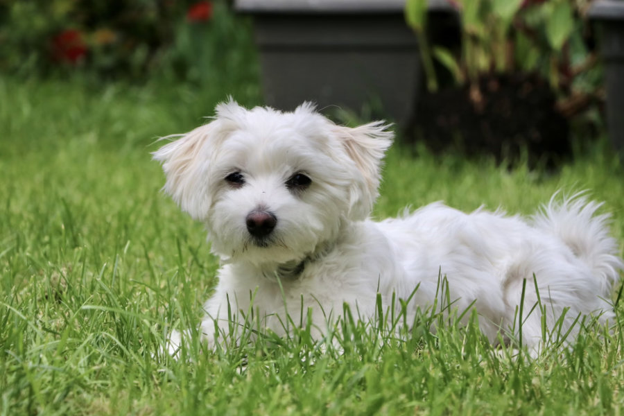 5 Jenis Anjing Kecil Yang Tidak Bisa Besar