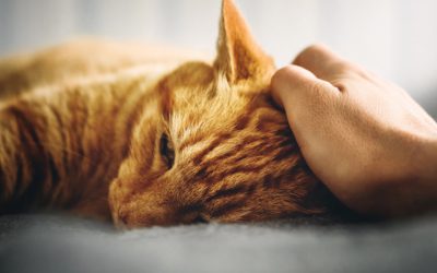 5 Alasan Kenapa Kucing Tidak Mau makan, Ini cara Mengatasinya!