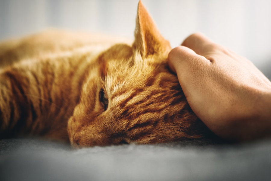 5 Alasan Kenapa Kucing Tidak Mau makan, Ini cara Mengatasinya!