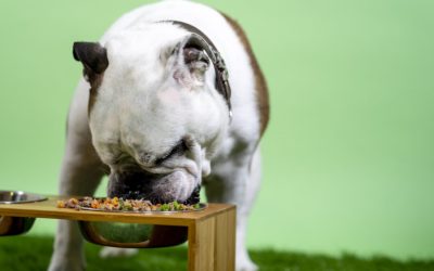 7 Makanan yang tidak boleh dimakan Anjing, Pecinta Anjing Wajib Tahu!
