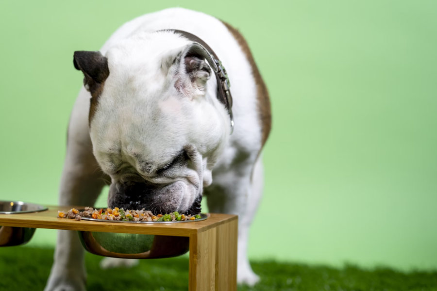 7 Makanan yang tidak boleh dimakan Anjing, Pecinta Anjing Wajib Tahu!