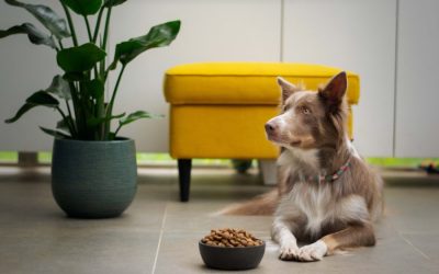 4 Cara Mengobati Anjing Yang Tidak Mau Makan