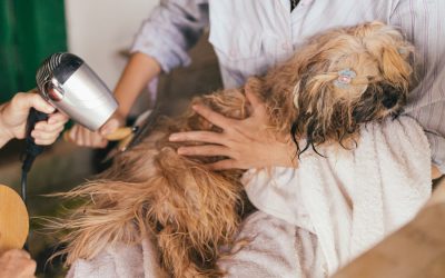 Apa itu Grooming Kucing dan Anjing? Ini 3 Hal yang wajib Dilakukan!