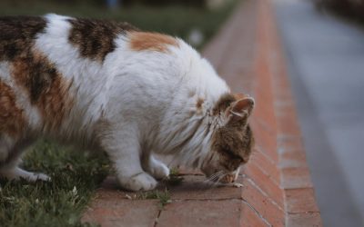 6 Bau yang tidak disukai Kucing, Cocok buat Usir Kucing Nakal!